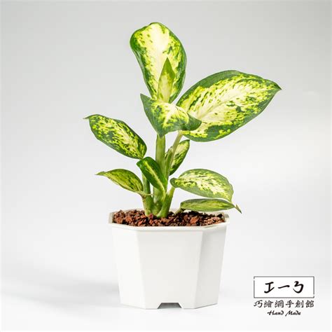 美國萬年青|花葉萬年青 Dieffenbachia seguine｜家居植